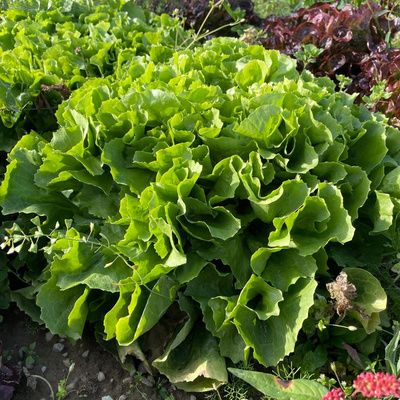 Produktfoto zu Endivien