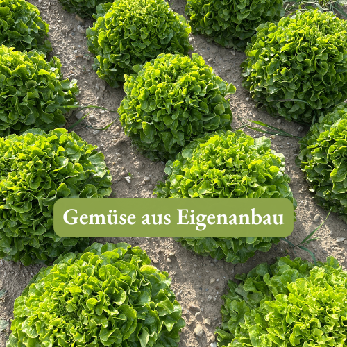 KI generiert: Ein Feld mit grünem Salat. Text im Bild: "Gemüse aus Eigenanbau".