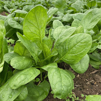 Produktfoto zu Spinat regio