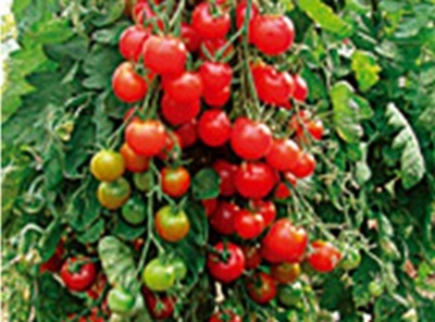 Produktfoto zu Tomatenpflanze Zuckertraube