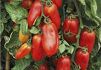 Produktfoto zu Tomatenpflanze San Marzano