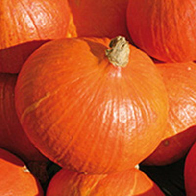 Produktfoto zu Kürbis Hokkaido