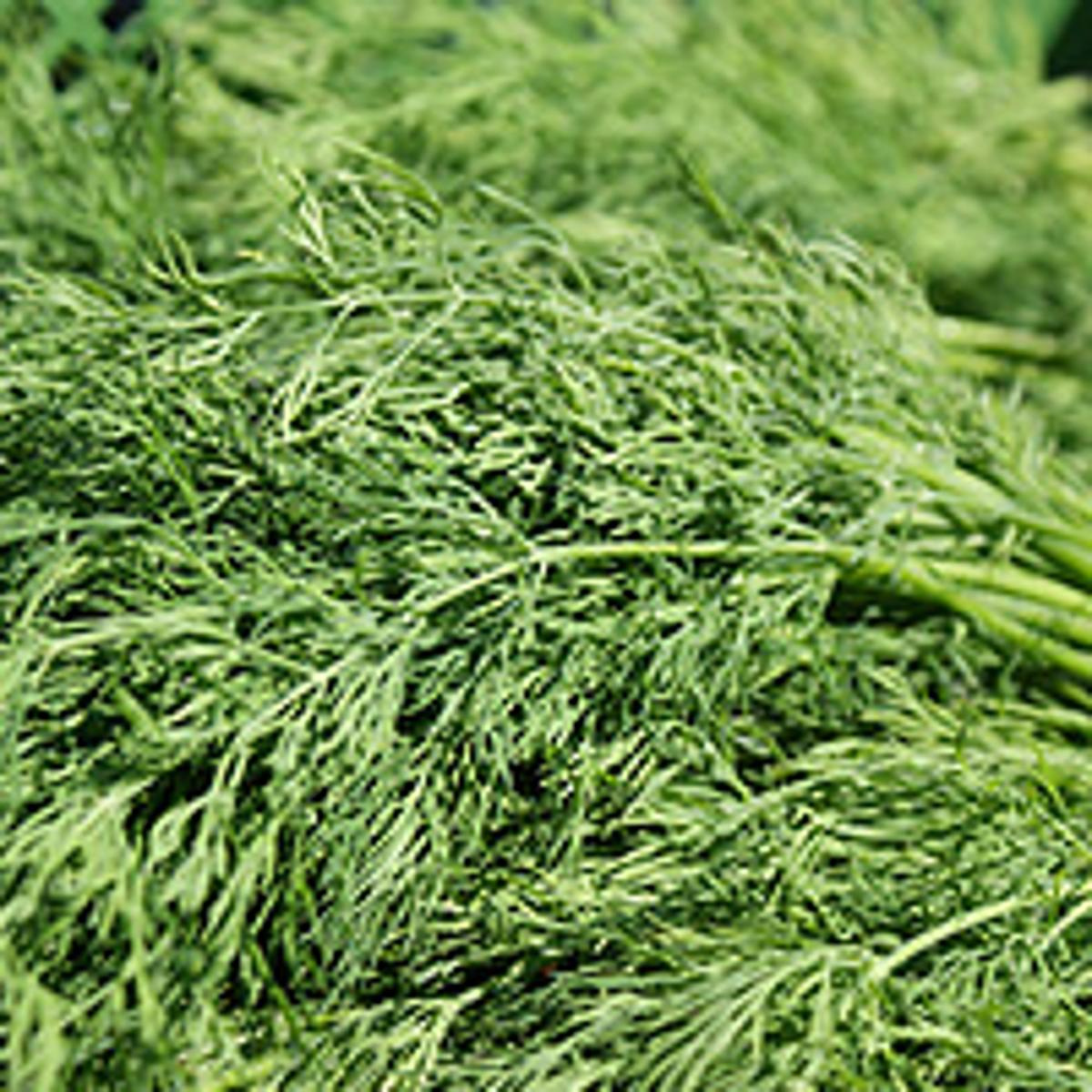 Dill Bund
