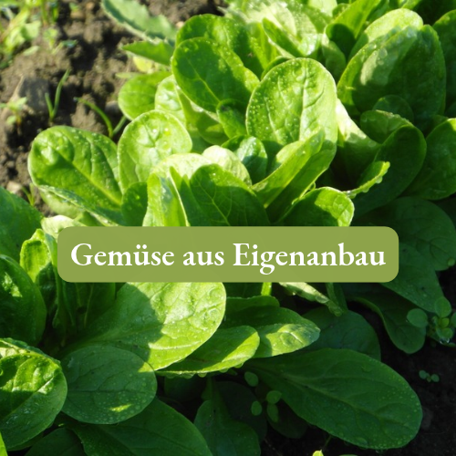 KI-generierte Beschreibung: Hauptinhalt: Grüner Salat im Garten.
Text: "Gemüse aus Eigenanbau"
