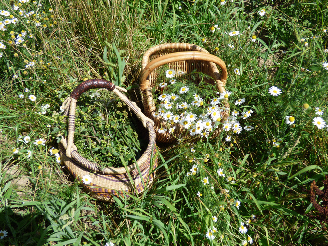 KI-generierte Beschreibung: Hauptinhalt: Biene sammelt Nektar auf einer Blüte.
