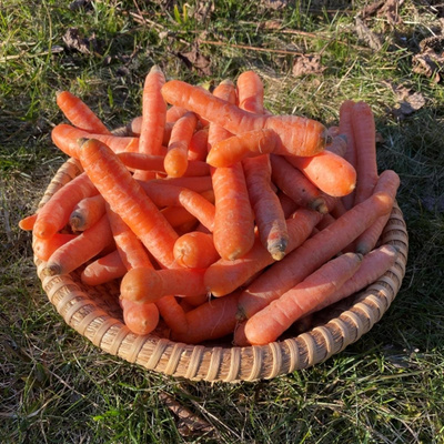 Produktfoto zu Möhren