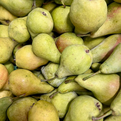 Produktfoto zu Birne 'Doppelte Philippsbirne'