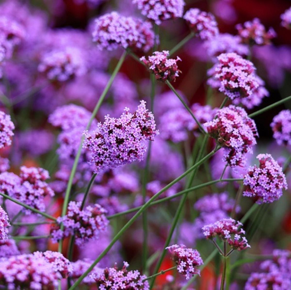 Produktfoto zu NEU: Wildverbene (Verbena bonariensis)
