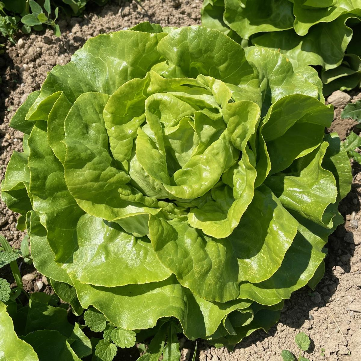 Kopfsalat grün