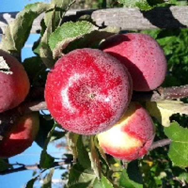 Produktfoto zu Äpfel 'Mira'
