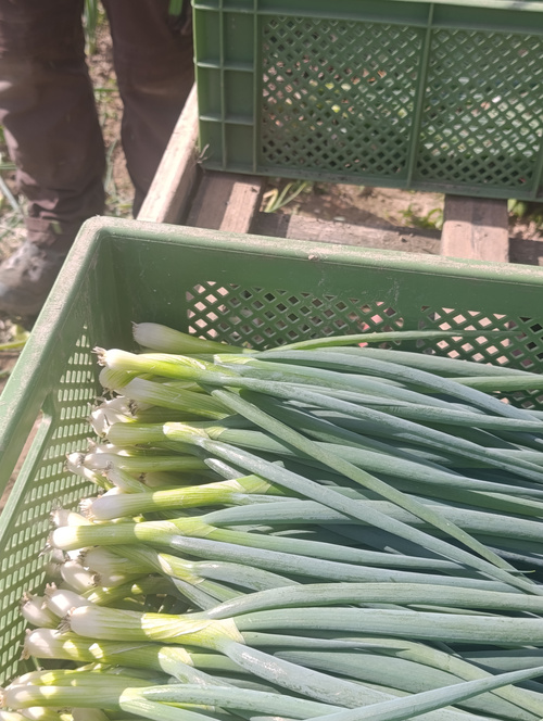 KI-generierte Beschreibung: Hauptinhalt: Frische Zucchini in Kiste.