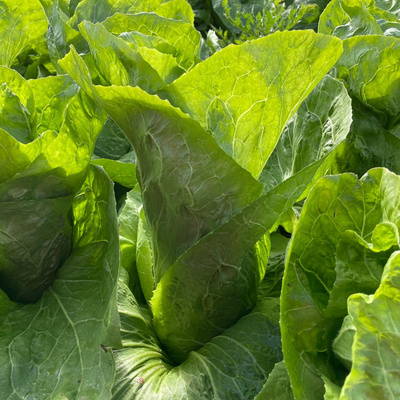 Produktfoto zu Zuckerhut, kg-Ware
