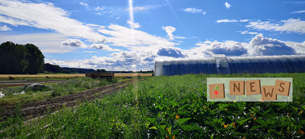 KI generiert: Eine weitläufige Landwirtschaft mit Gewächshaus und blauem Himmel. Text: "NEWS".