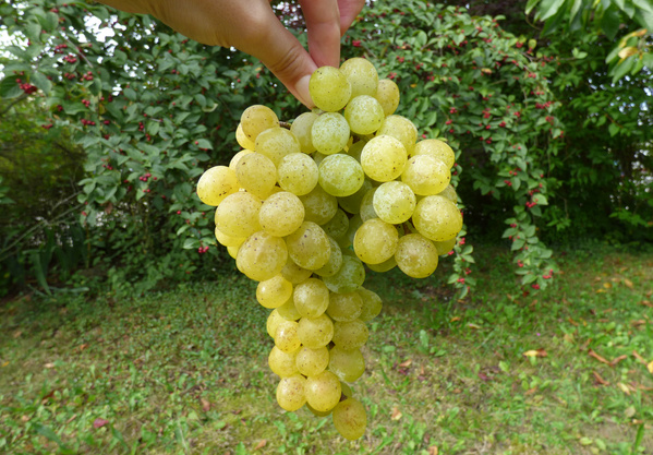 KI generiert: Eine Hand hält eine große Traube grüner Weintrauben im Garten.