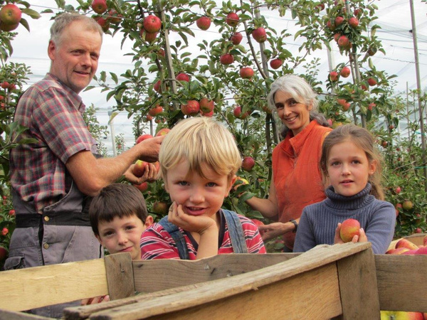 KI generiert: Familie in einem Obstgarten beim Apfelpflücken, umgeben von Apfelbäumen.