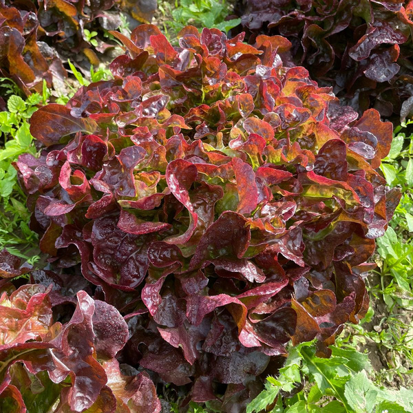 Produktfoto zu Eichblatt rot