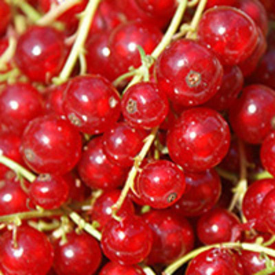 Produktfoto zu ROTE Johannisbeeren 250 g