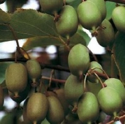 Produktfoto zu Mini Kiwi (Kiwai)