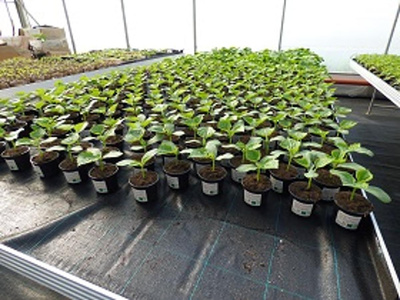 Produktfoto zu Mini Klettergurkenpflanze