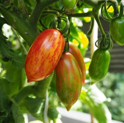 Produktfoto zu Tomatenpflanze Pink Tiger