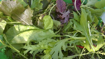 Produktfoto zu Frühlings-Salat-Mix