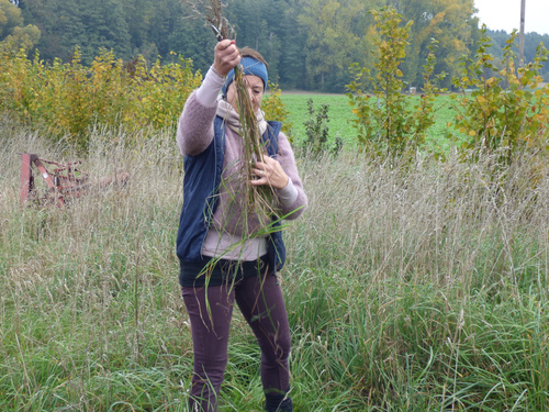 KI-generierte Beschreibung: Eine Person in traditioneller Kleidung pflückt Kräuter in einem Feld.