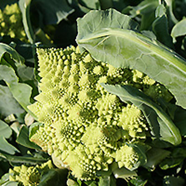 Produktfoto zu Romanesco
