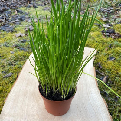 Produktfoto zu Schnittlauch Topf