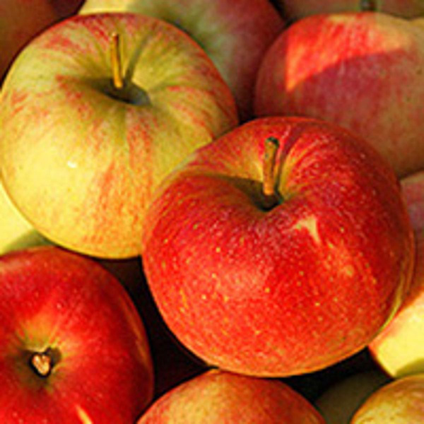Produktfoto zu Äpfel Elstar