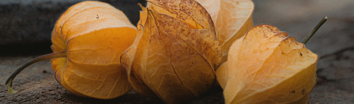 Warenkunde Obst und Gemüse in der Ökokiste