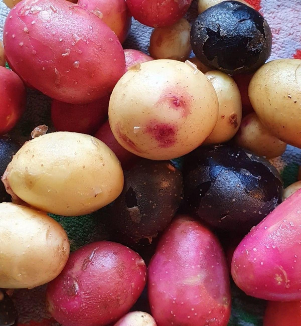 Produktfoto zu Kartoffelvariation 1,5 kg (vorwiegend festkochend)