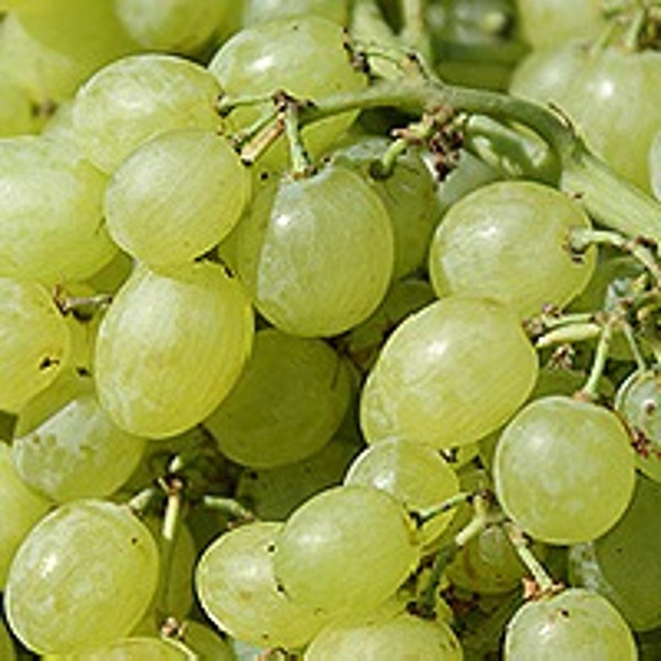 Produktfoto zu Trauben weiß KERNLOS