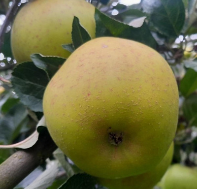 Produktfoto zu Äpfel 'Kanadarenette'