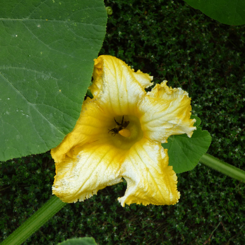 KI generiert: Ein lila Kohlrabi wächst im Gartenboden, umgeben von grünen Blättern.