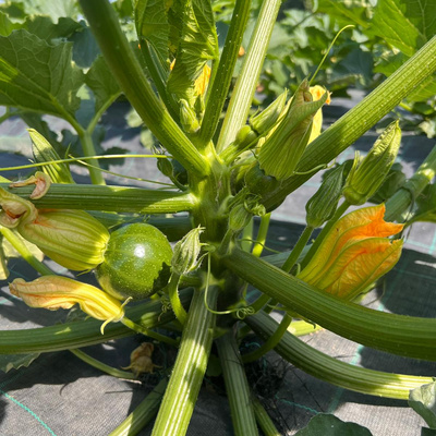 Produktfoto zu Zucchini rund