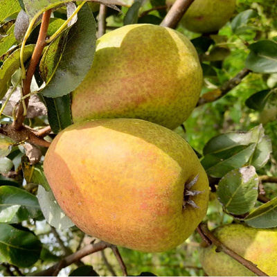 Produktfoto zu Birne 'Köstliche aus Charneux'