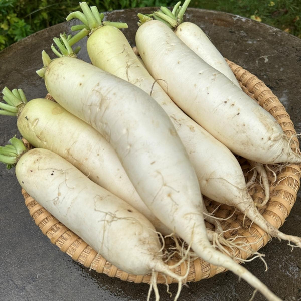 Produktfoto zu Rettich weiß