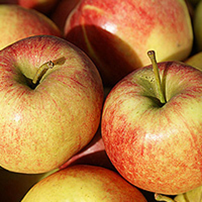 Produktfoto zu Äpfel Jonagold