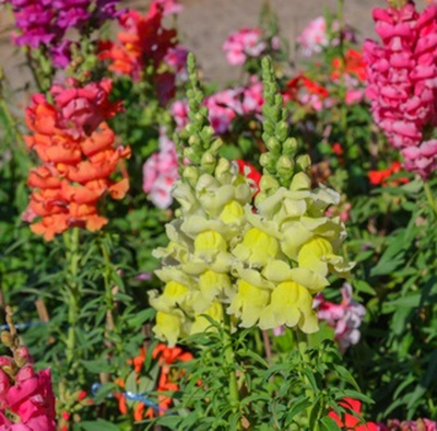 Produktfoto zu NEU: Löwenmäulchen im Topf