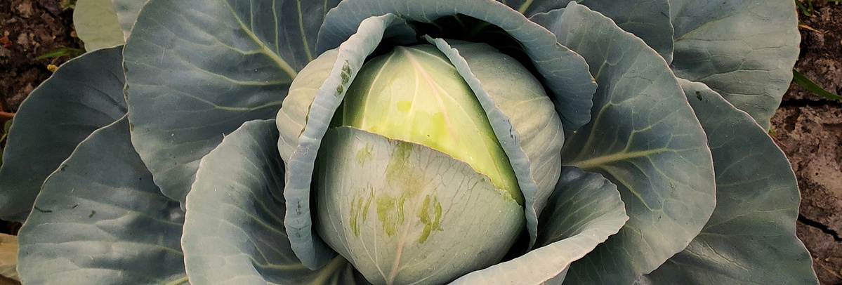 KI generiert: Das Bild zeigt einen frischen Kohlkopf im Garten mit gesunden grünen Blättern. Der Fokus liegt auf dem Kohl, der von oben betrachtet wird.