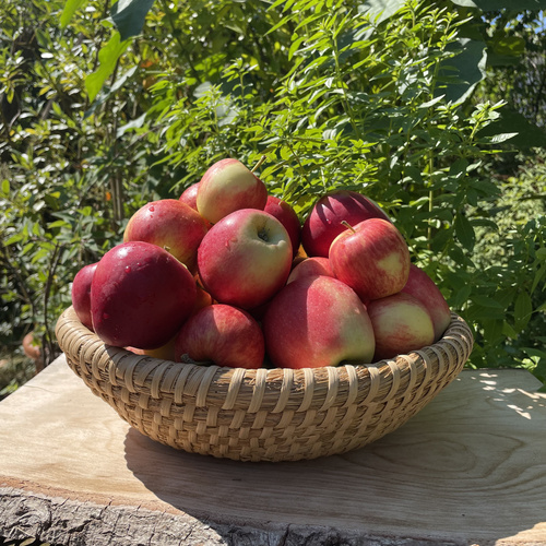 KI generiert: Ein Korb mit roten Äpfeln steht auf einem Holzbrett im Freien.