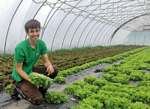 KI generiert: Ein Mann erntet Salat in einem Gewächshaus.