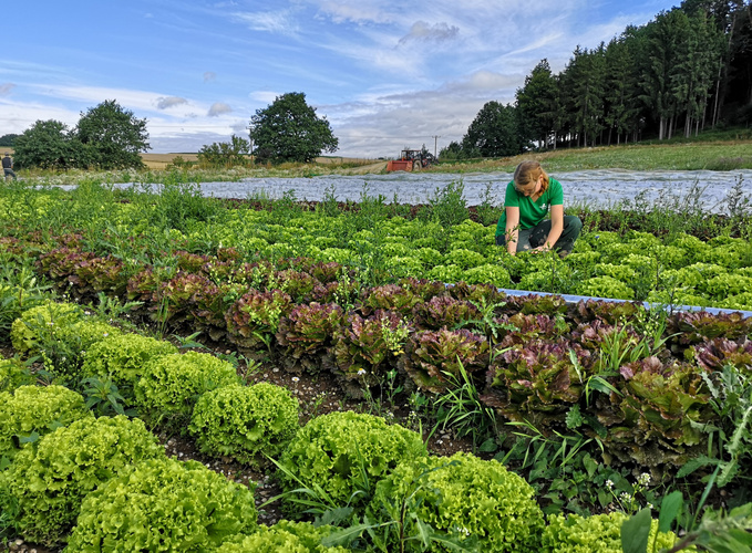 KI generiert: Eine Person arbeitet in einem üppigen Salatfeld unter blauem Himmel.