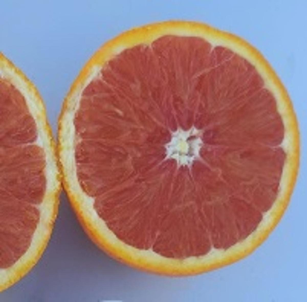 Produktfoto zu Orange rosé (Cara Cara), rote Navelorange