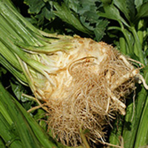 Produktfoto zu Knollensellerie mit Grün