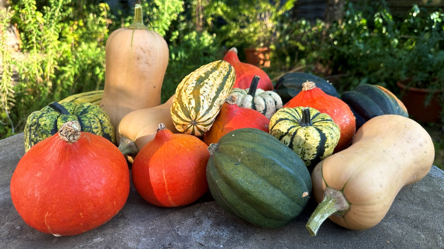 KI generiert: Verschiedene Kürbisse auf einem Tisch im Freien.