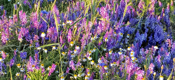 KI generiert: Wiese voller violetter und weißer Wildblumen in der Sonne.