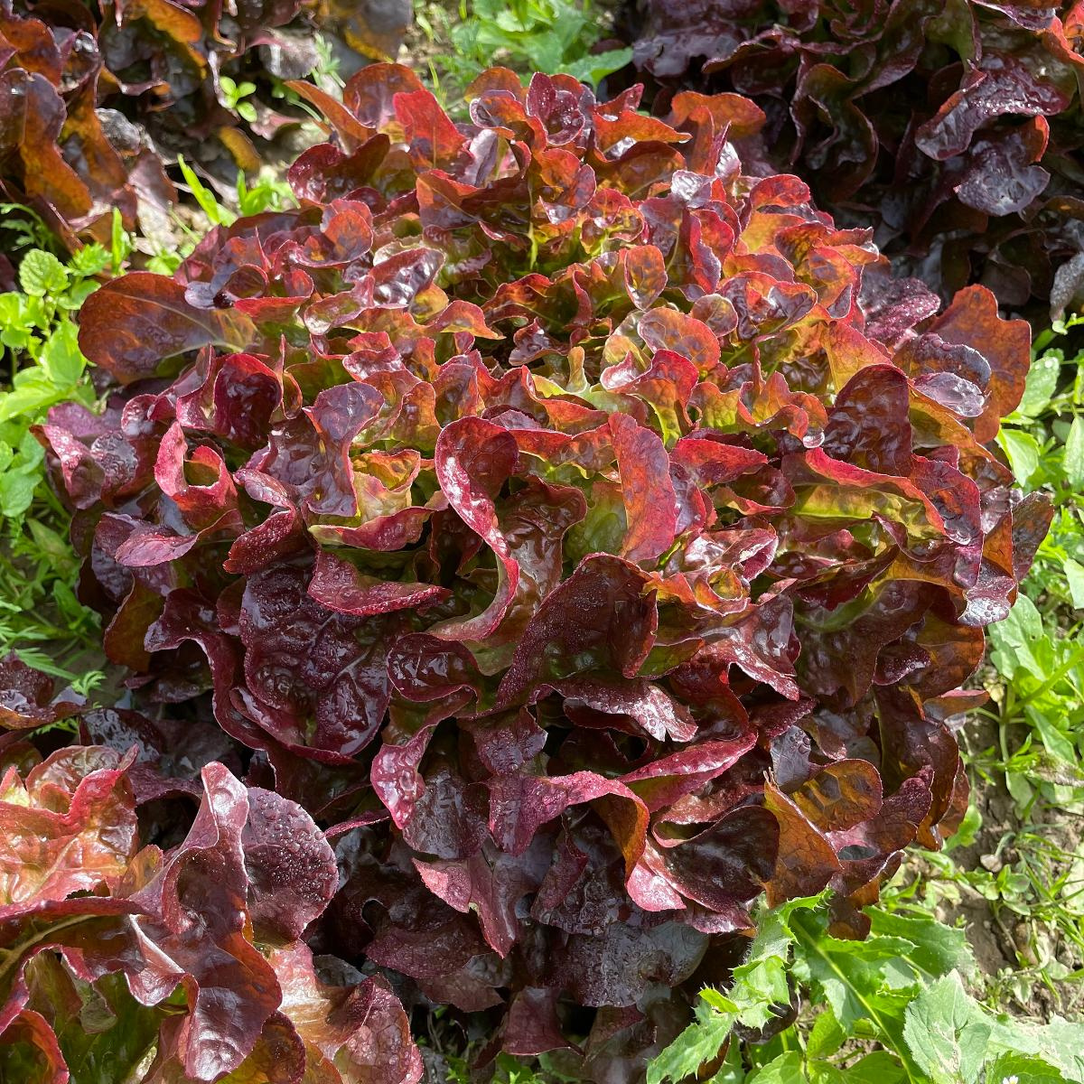 Eichblatt rot