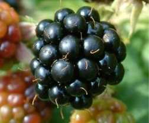 Produktfoto zu Brombeeren 125 g