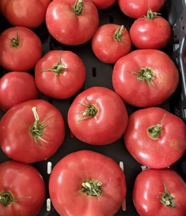 Produktfoto zu Himbeertomaten
